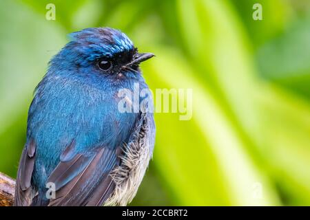 Schöner blauer Farbvogel, bekannt als Indigo Flycatcher (Eumyias Indigo) auf Barsch bei den Naturgewohnheiten in Sabah, Borneo Stockfoto