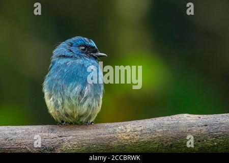 Schöner blauer Farbvogel, bekannt als Indigo Flycatcher (Eumyias Indigo) auf Barsch bei den Naturgewohnheiten in Sabah, Borneo Stockfoto