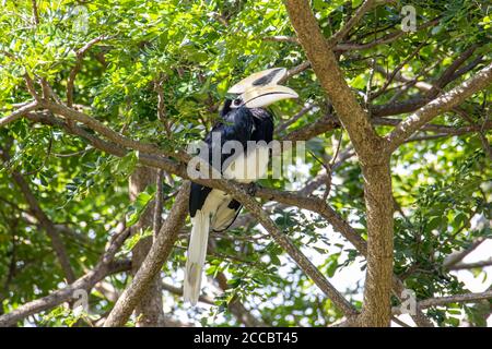 Orientalischer Hornvogel (Anthracoceros albirostris) Treppe bei uns auf dem Ast in der Natur Stockfoto