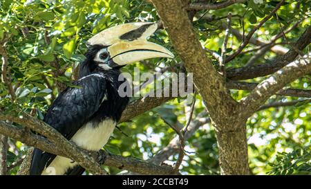 Orientalischer Hornvogel (Anthracoceros albirostris) Treppe bei uns auf dem Ast in der Natur Stockfoto