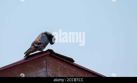 Taubentaubenvogel stehen auf dem Dach des Hauses Stockfoto