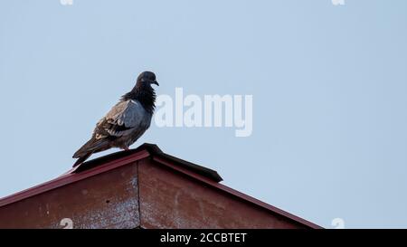 Taubentaubenvogel stehen auf dem Dach des Hauses Stockfoto