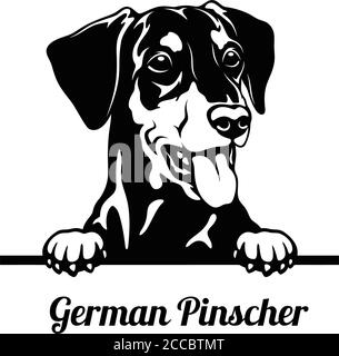 Peeking Dog - Deutsche Pinscher Rasse - Kopf isoliert auf Weiß Stock Vektor