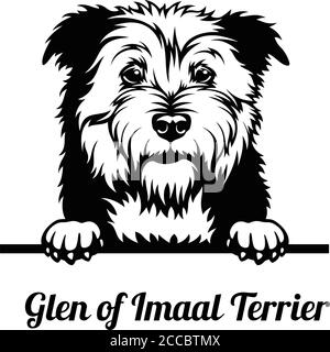 Peeking Dog - Glen of Imaal Terrier Rasse - Kopf Isoliert auf Weiß Stock Vektor