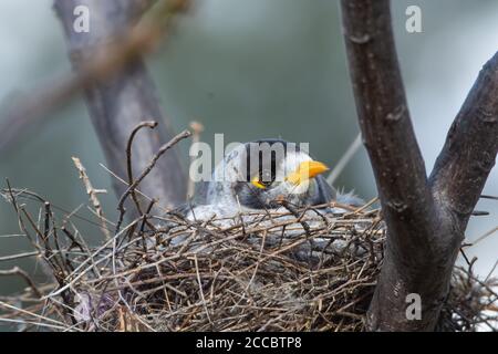 Eine grimmig aussehende australische Noisy Miner Manorina melanocephala auf ihrem unordentlichen Nest. Stockfoto