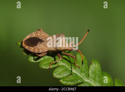 Ein Hafenfehler, Coreus marginatus, thront auf einem Brackenblatt am Waldrand. Stockfoto