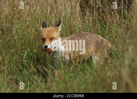 Ein wilder Rotfuchs, Vulpes vulpes, der durch ein Feld mit einem Ei im Mund geht. Stockfoto