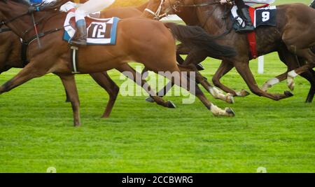 Pferderennen im Freien Derby mit Jockeys Überschrift zur Ziellinie. Outdoor-Sport und Wettbewerb. Stockfoto