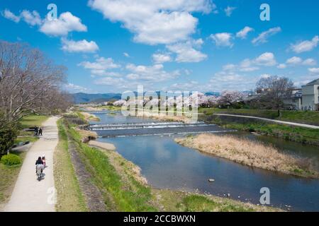 Kirschblüten entlang des Kamo Flusses (Kamo-gawa) in Kyoto, Japan. Die Flussufer sind beliebte Wanderorte für Bewohner und Touristen. Stockfoto