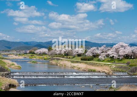 Kirschblüten entlang des Kamo Flusses (Kamo-gawa) in Kyoto, Japan. Die Flussufer sind beliebte Wanderorte für Bewohner und Touristen. Stockfoto