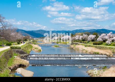 Kirschblüten entlang des Kamo Flusses (Kamo-gawa) in Kyoto, Japan. Die Flussufer sind beliebte Wanderorte für Bewohner und Touristen. Stockfoto