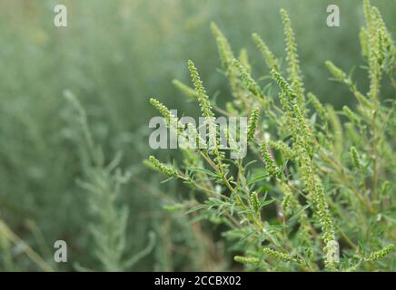 Ambrosia artemisiifolia blüht mit Pollen. Allergie im Sommer und Herbst Stockfoto
