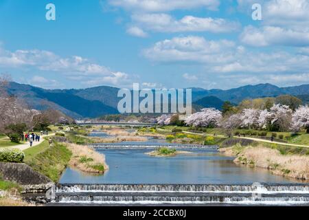 Kirschblüten entlang des Kamo Flusses (Kamo-gawa) in Kyoto, Japan. Die Flussufer sind beliebte Wanderorte für Bewohner und Touristen. Stockfoto