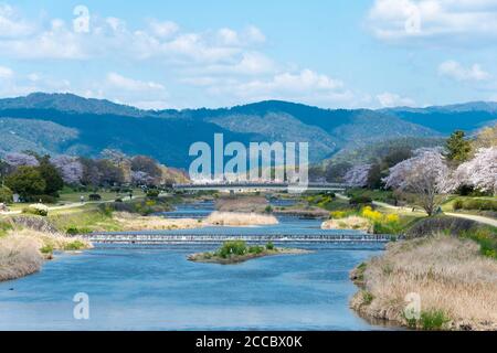 Kirschblüten entlang des Kamo Flusses (Kamo-gawa) in Kyoto, Japan. Die Flussufer sind beliebte Wanderorte für Bewohner und Touristen. Stockfoto