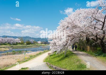 Kirschblüten am Flussufer des Kamo Flusses (Kamo-gawa) in Kyoto, Japan. Die Flussufer sind beliebte Wanderorte für Bewohner und Touristen. Stockfoto