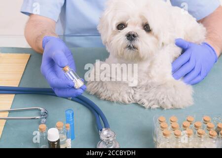 Vet Holding homöopathische Globuli für eine kleine Malteser Hund Stockfoto