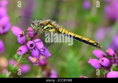 Weibliche schwarze Darter Libelle in Ruhe Stockfoto