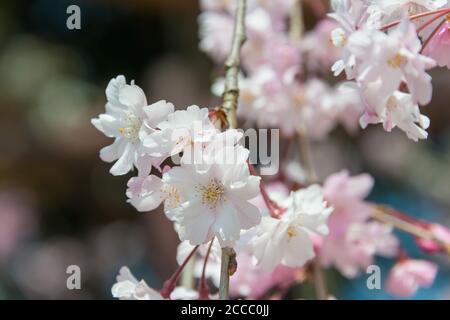 Kyoto, Japan - Kirschblüte am Kamigamo-Schrein in Kyoto, Japan. Stockfoto