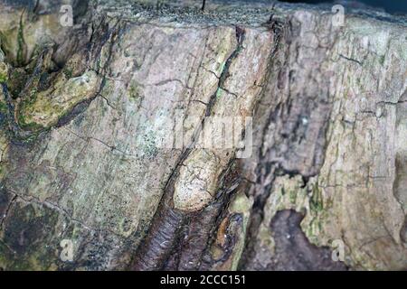Nahaufnahme von alten geknackten Baumstamm Textur Stockfoto