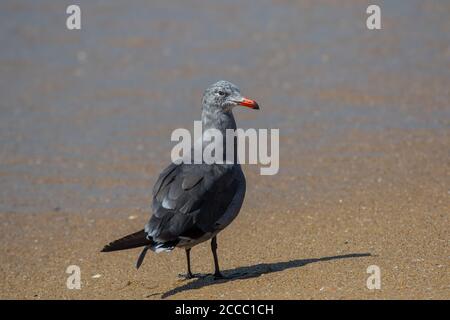 Heermann-Möwe ( Larus heermanni ) nicht brütet mit rotem Schnabel, schwarze Spitze. Newport Beach Kalifornien . Andere Namen, Goéland de Heermann Gaviota Mexicana Stockfoto