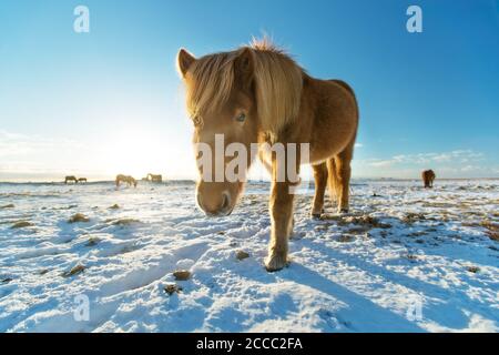 Islandpferde im Winter Landschaft. Iconic Symbol von Island Fauna, touristische Punkt von Interesse Stockfoto
