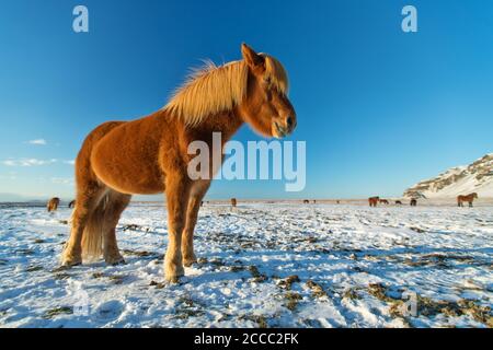 Islandpferde im Winter Landschaft. Iconic Symbol von Island Fauna, touristische Punkt von Interesse Stockfoto