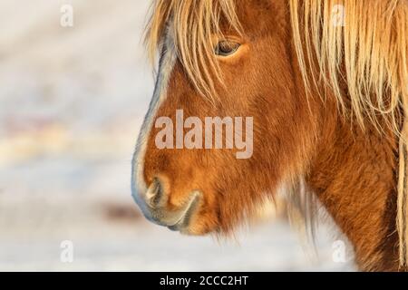 Islandpferd Porträt im Winter Landschaft im Detail. Iconic Symbol von Island Fauna, touristische Punkt von Interesse Stockfoto
