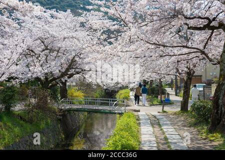Kyoto, Japan - Philosophenwanderung (Tetsugaku-no-michi) in Kyoto, Japan. Es ist ein Fußgängerweg, der einem von Kirschbäumen gesäumten Kanal in Kyoto folgt. Stockfoto