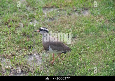 Chilenischer Kiebitz auf grünem Gras, von oben gesehen Stockfoto