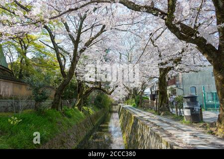 Kyoto, Japan - Philosophenwanderung (Tetsugaku-no-michi) in Kyoto, Japan. Es ist ein Fußgängerweg, der einem von Kirschbäumen gesäumten Kanal in Kyoto folgt. Stockfoto