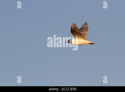 Reliktmöwe (Ichthyaetus relictus) Erwachsener im Flug Stockfoto