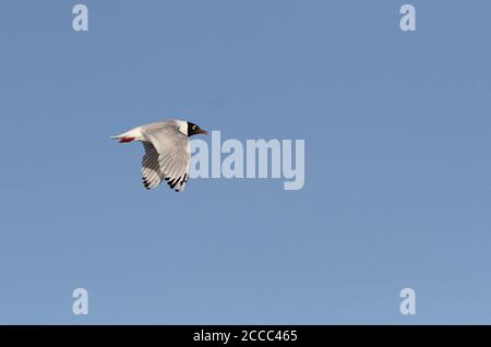 Reliktmöwe (Ichthyaetus relictus) Erwachsener im Flug Stockfoto