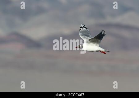 Reliktmöwe (Ichthyaetus relictus) Erwachsener im Flug Stockfoto