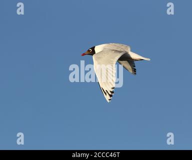 Relict Möwe (Ichthyaetus relictus) Erwachsener in Flugflügeln nach unten Stockfoto