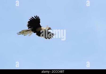 Der Weißkronenhornvogel (Berenicornis comatus), auch bekannt als der Langkappenhornvogel, fliegt über den Kinabatangan-Fluss in Sabah, Malaysia. Stockfoto