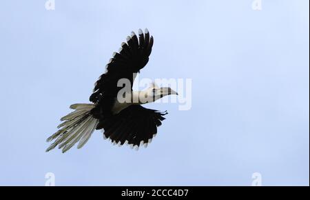 Der Weißkronenhornvogel (Berenicornis comatus), auch bekannt als der Langkappenhornvogel, fliegt über den Kinabatangan-Fluss in Sabah, Malaysia. Stockfoto