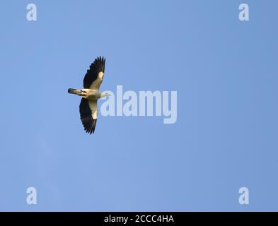 Silberspitze Kaisertaube (Ducula luctuosa), auch bekannt als Weißspitze Kaisertaube. Im Flug in Sulawesi, Indonesien. Stockfoto