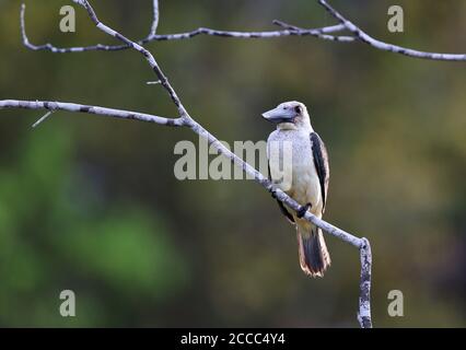 Großschnabelvogel (Pelargopsis melanorhyncha melanorhyncha), oder Schwarzschnabelvogel, thront auf einem Ast über einem Fluss auf der Insel Togian Stockfoto