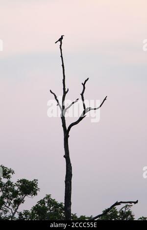 Oriental Pied Hornbill (Anthracoceros albirostris), auch als malaysischer Pied Hornbill bekannt. Auf einem eineinigen Baum in Tmatboey, Kambodscha. Stockfoto