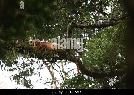 Sumatran surili (Presbytis melalophos), auch bekannt als Gemitred Leaf Affe, ruht auf einem Zweig in tropischen Wäldern auf dem Mount Kerinci in Sumatra, Indonesien Stockfoto