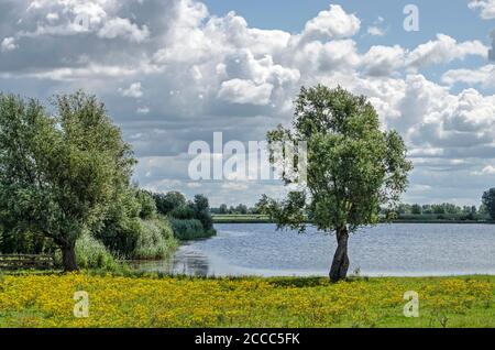 Sommerlandschaft in der Nähe von Wilsum, Niederlande, mit einem einsamen Baum, Büschen, Schilf und einem Feld mit gelben Blumen am Ufer eines kleinen Sees unter Stockfoto