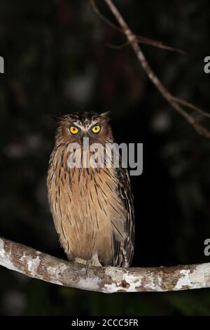 Buffy Fischeule (Ketupa ketupu) Nachts in einem Baum Stockfoto