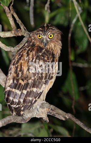 Buffy Fish Owl (Ketupa ketupu), thront auf einem dicken Zweig in Kinabatangan, Sabah, Borneo. Stockfoto