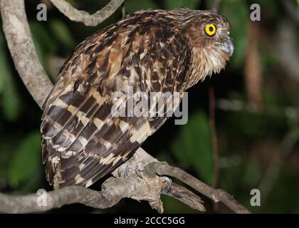 Buffy Fish Owl (Ketupa ketupu), thront auf einem dicken Zweig in Kinabatangan, Sabah, Borneo. Stockfoto
