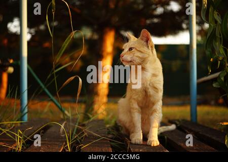 Niedliche Ingwer Katze sitzt auf dem alten Holzbrett in Sommergarten Stockfoto