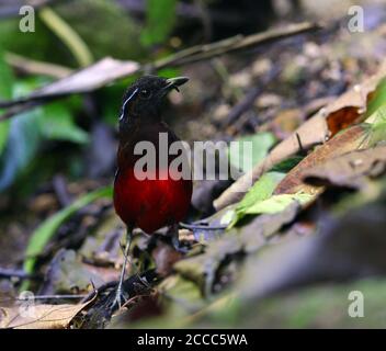 Anmutige Pitta (Erythropitta venusta) Auf dem Boden im Regenwald von Bukit Tapan gelegen Stockfoto