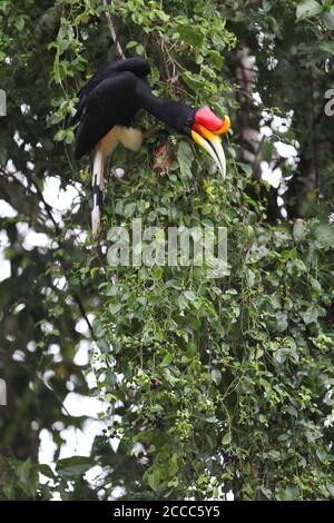 Erwachsene Nashorn Hornbill (Buceros Nashorn) thront in einem Baum entlang des Flusses Kinabatangan, Sabah, Bornean Malaysia. Auf der Suche nach Früchten zu essen. Stockfoto