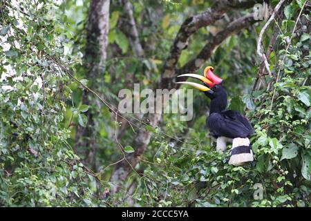 Erwachsene Nashorn Hornbill (Buceros Nashorn) thront in einem Baum entlang des Flusses Kinabatangan, Sabah, Bornean Malaysia. Stockfoto