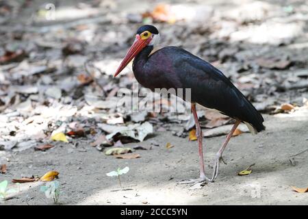 Gefährdeter Stormstorch (Ciconia stormi) entlang des Kinabatangan Flusses in Sabah, Borneo Malaysia. Stockfoto