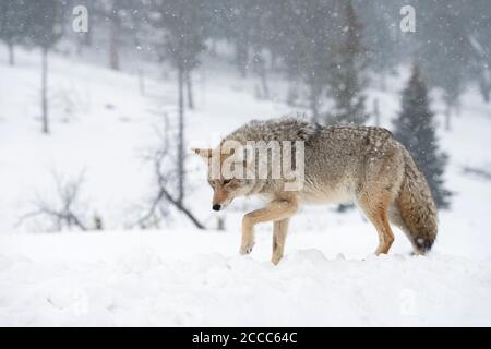 Coyote/Kojote (Canis yogiebeer), Erwachsener, im Winter, Wandern, seine Pfote, tiefer Schnee anheben, starker Schneefall, in der typischen Umgebung, Yellowstone NP, Wyom Stockfoto